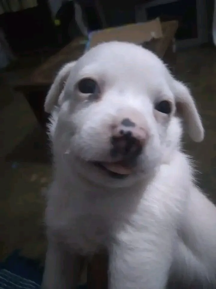 Blocklings world, Моды, Minecraft