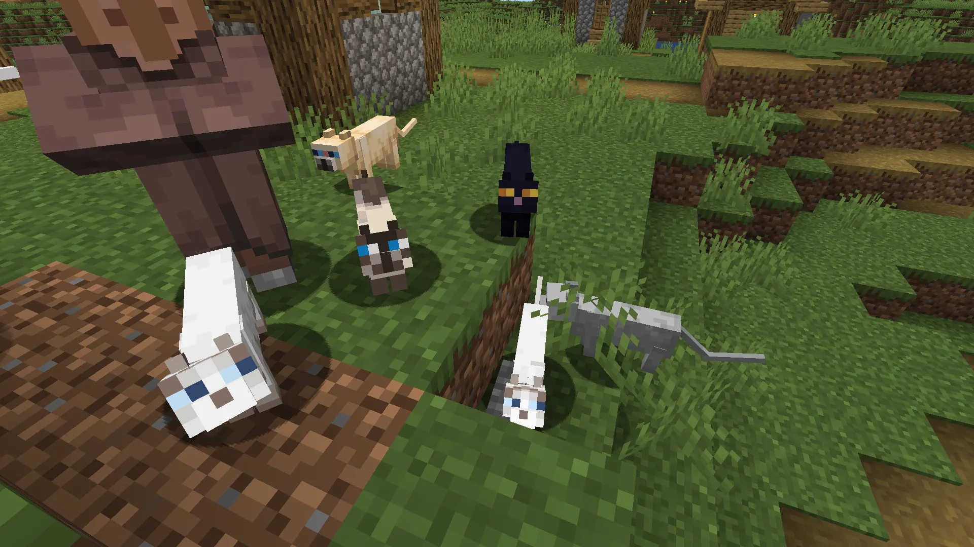 cats that judge you / gatos que te juzgan — скриншот 5 (Текстуры, Minecraft)