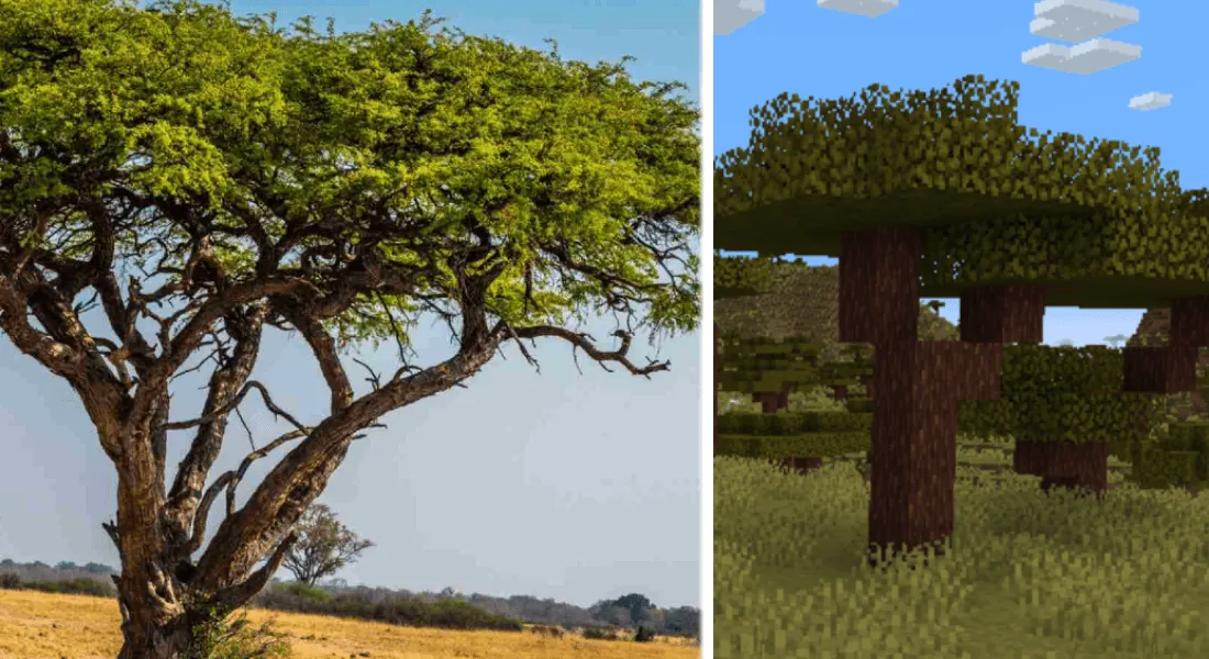 Crumbs' Better Acacia — скриншот 4 (Текстуры, Minecraft)