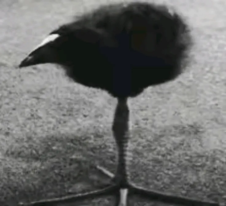 The Meme From The Shadow, Моды, Minecraft