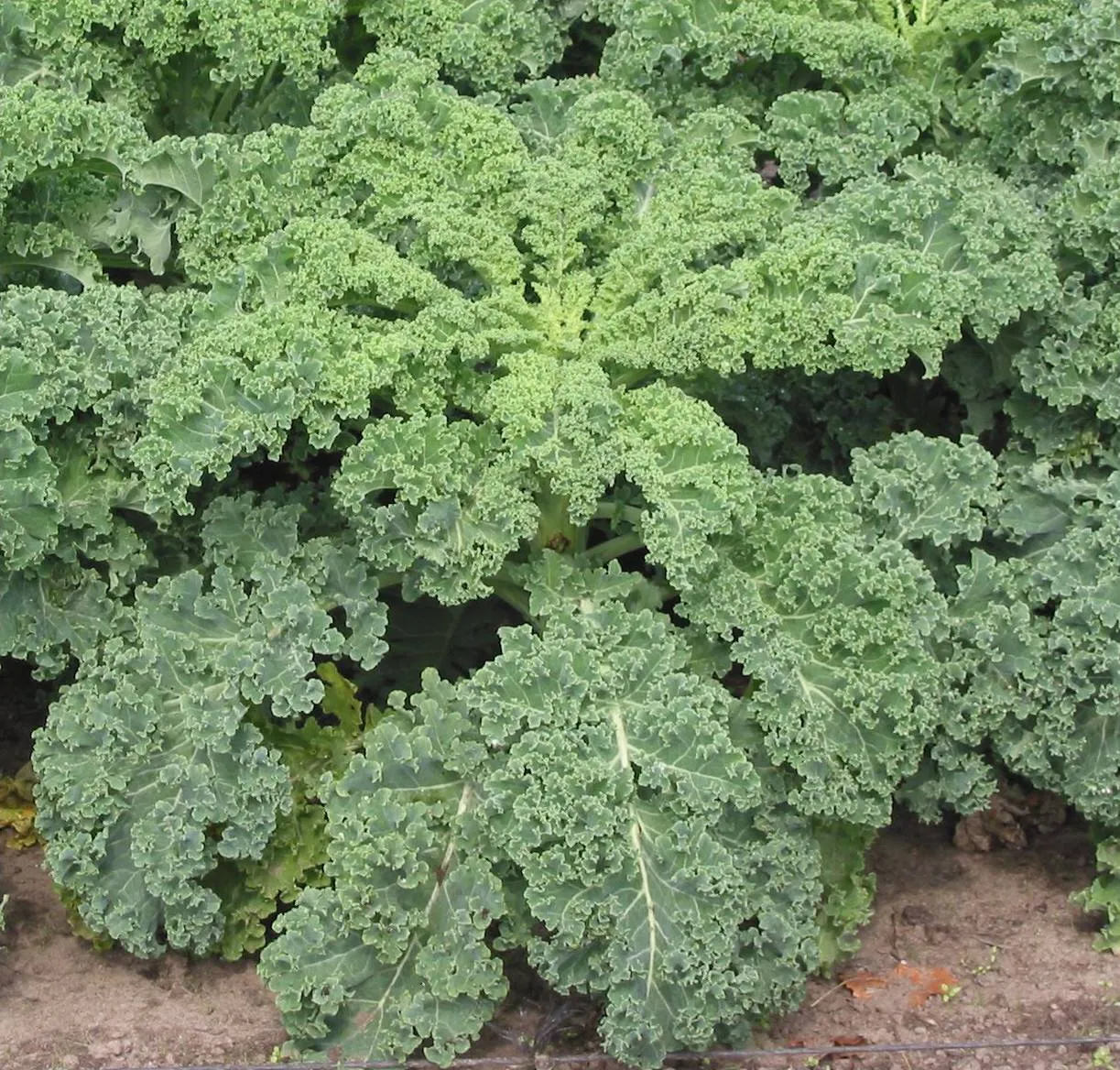 Kale Bread — скриншот 1 (Моды, Minecraft)