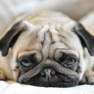 PUGS — скриншот 1 (Моды, Minecraft)