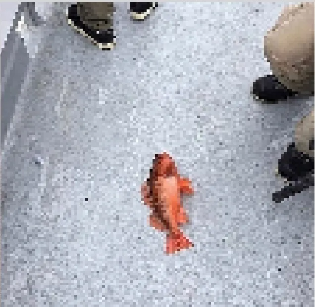 fish (real) — скриншот 1 (Моды, Minecraft)