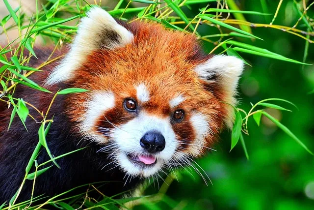 Wild Legend, Моды, Minecraft