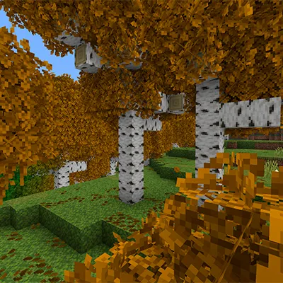 Autumn Forest