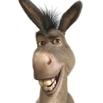 Donkey Transport Inc.