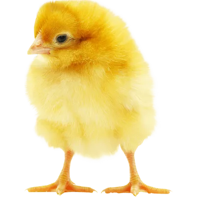 Pollos Mod
