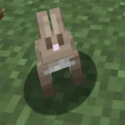 Friendly rabbits