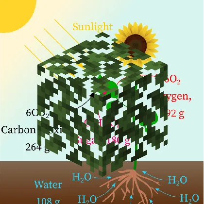 Leaves: Laws of Conservation