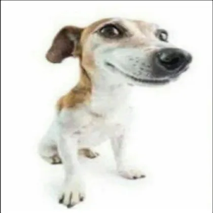 Doggy Items