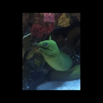 Moray's Util