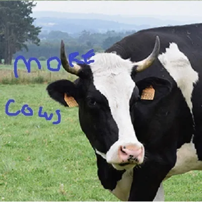 More Cows