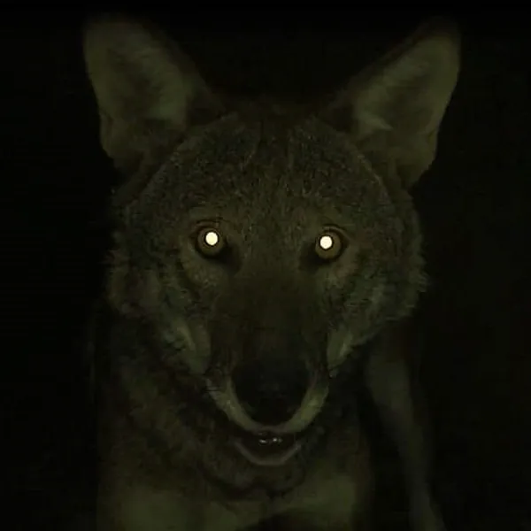 Sounds of the Forest