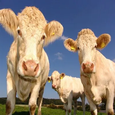 Husbandry and agriculture