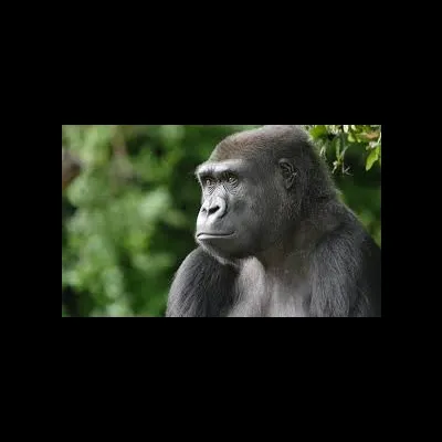 Gorrilla World