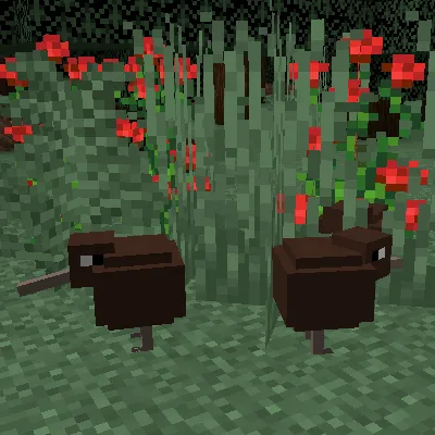 Funni Kiwi (The bird)