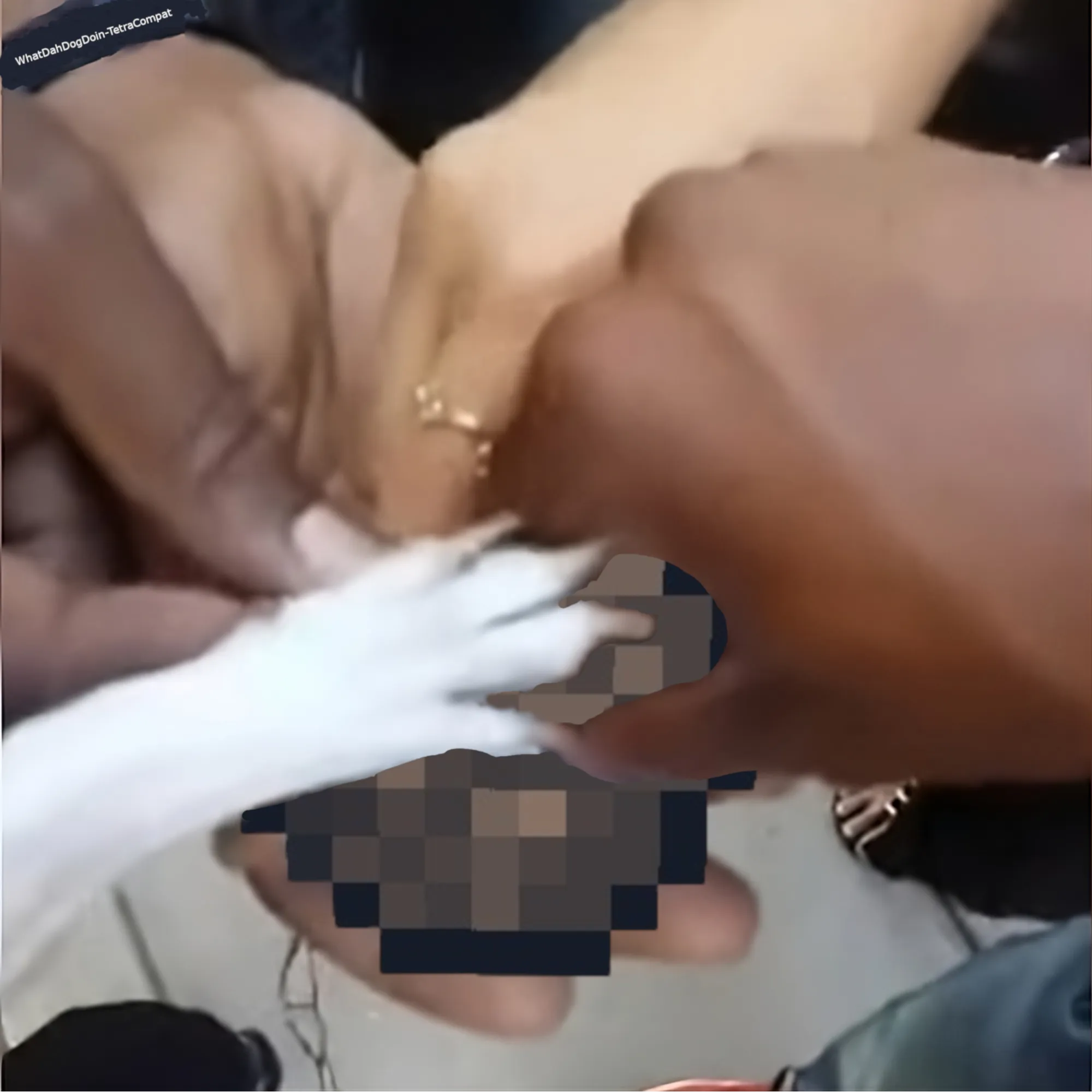 What Dah Dog Doin Tetra Compat