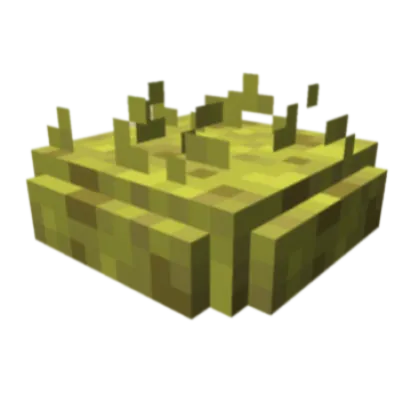 More Sponges
