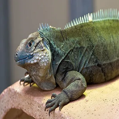Iguana's zoo