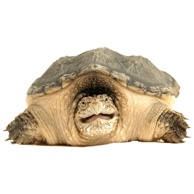 Turtle Server 