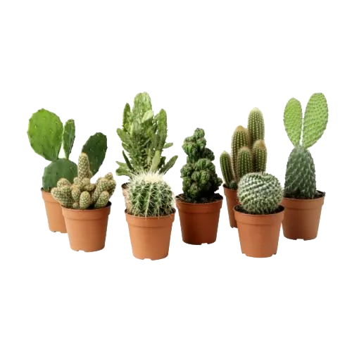 Mo'plants