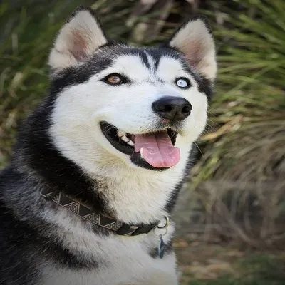 Huskies