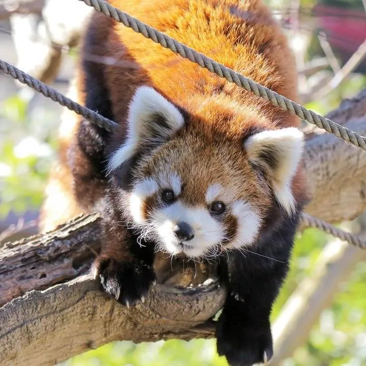 Red Panda Paintings
