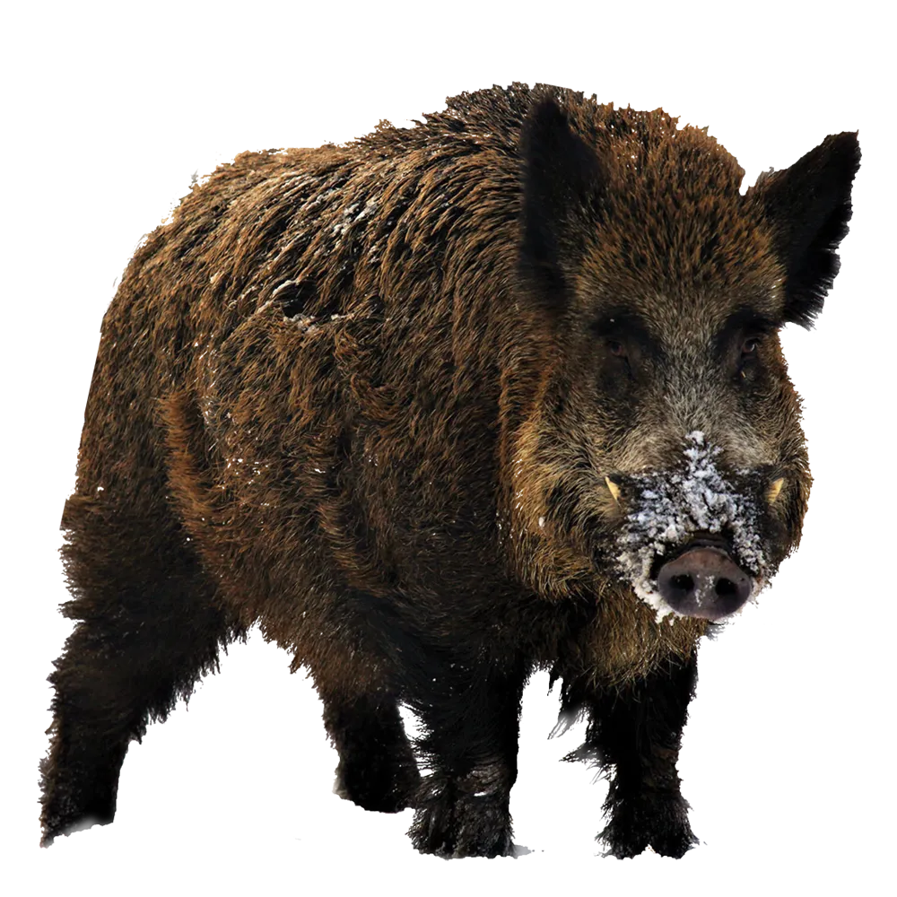Boar-origin