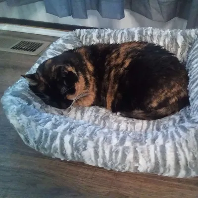 The Cool But Kinda Cursed Thing