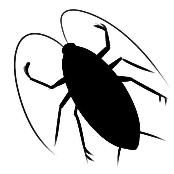 cockroach