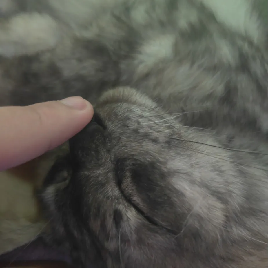 AM Wandering Trader Fix