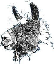 llama
