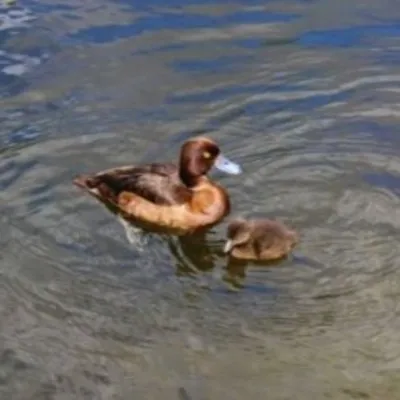 Modern textures in old versions 1.8 and 1.12