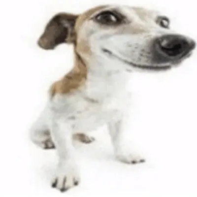 Puppet Kingdom's Chaos