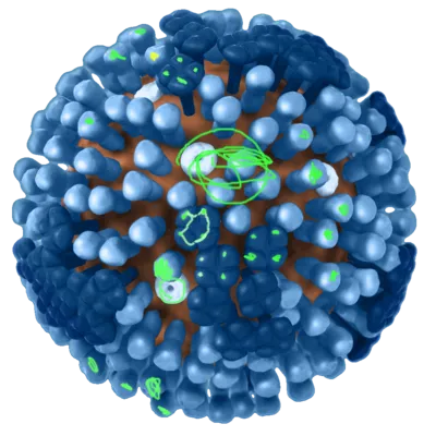Viruses