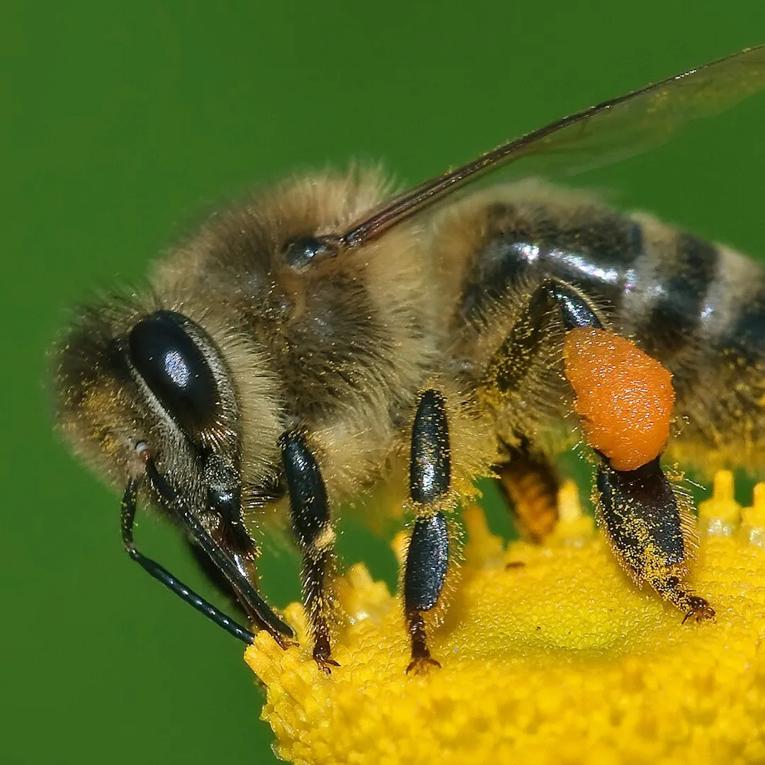 Bee Ghasts