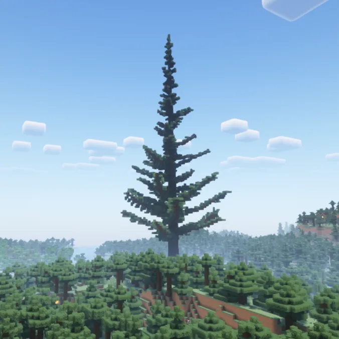 Giant Pine Tree