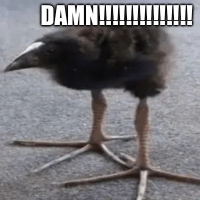DAMN! Pukeko!
