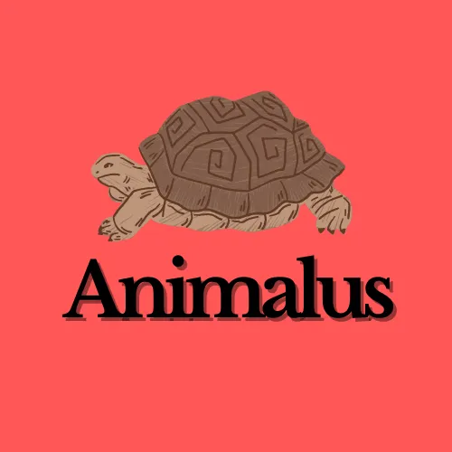 Animalus
