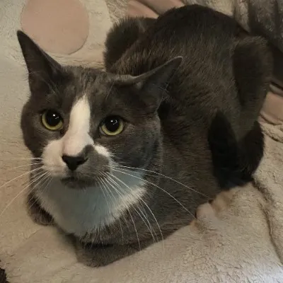 LokisCatCafe Resources