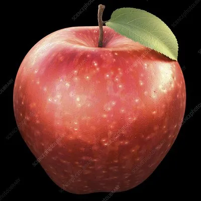 Jacks Mod