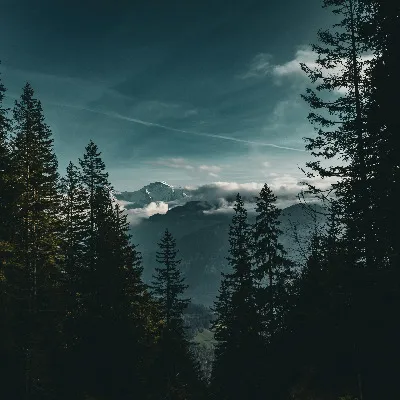 Blackwood Peaks Equine