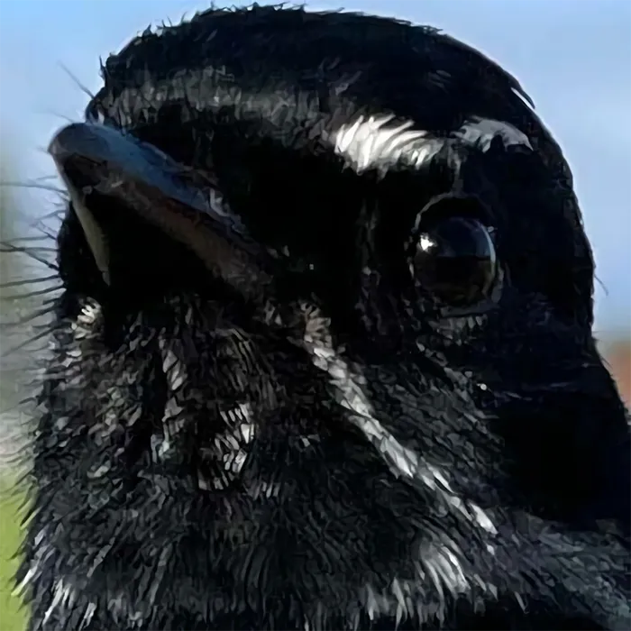 Fantail