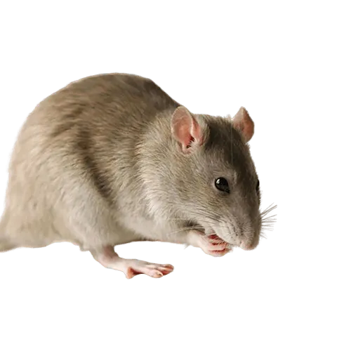 Rat Weapons Mod