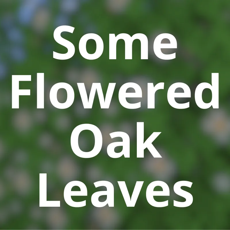 Some Flowered Oak Leaves