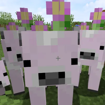 Strawbloom cows