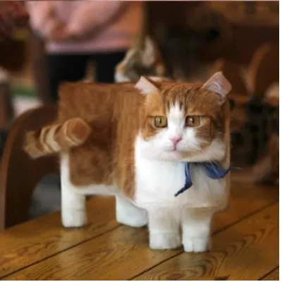 cool dogs and cats pack