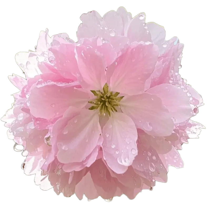 Realistic Cherry Blossom Fall Texture