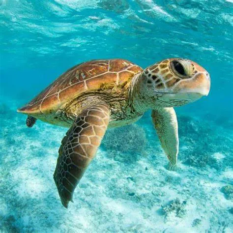 Turtle Power