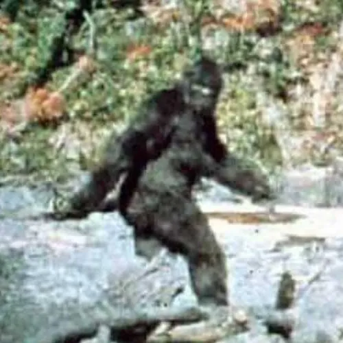Hunting Bigfoot